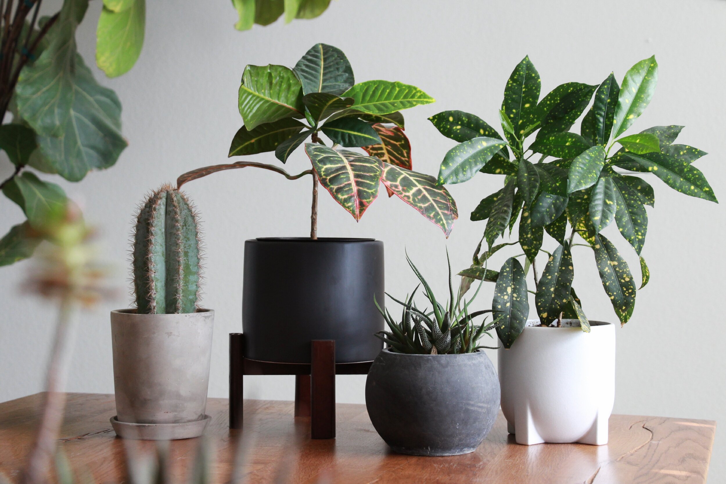 beluga-supply-co-planter-pot-succulent-plants-needlesandleaves_net.jpg